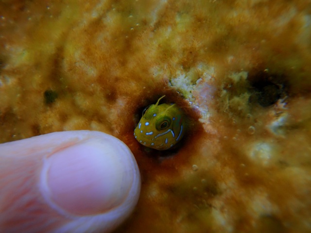 Petit Poisson dans la Roche