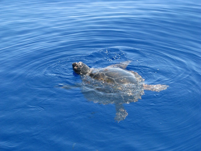 Tortue de Mer